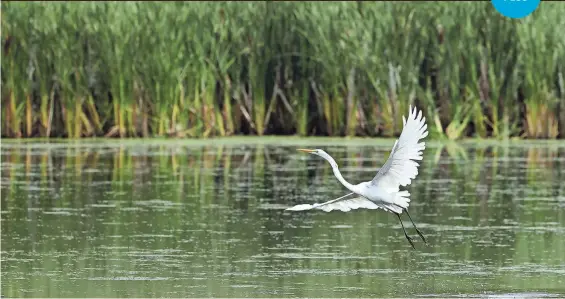  ?? DANNY DAMIANI/POST-CRESCENT MEDIA ?? A Great Egret takes flight from a marsh in the Guckenberg-Sturm Preserve in Menasha, Wis.