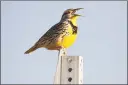  ?? Associated Press ?? A western meadowlark in the Rocky Mountain Arsenal National Wildlife Refuge in Commerce City, Colo.