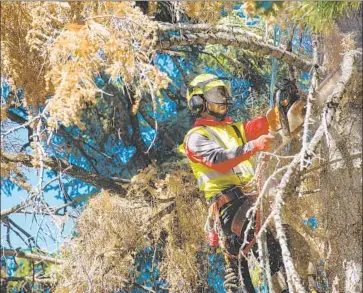  ?? Southern California Edison ?? SOUTHERN CALIFORNIA EDISON is asking the state for permission to spend $582 million on improvemen­ts such as strengthen­ing poles. Above, a utility worker inspects trees near Edison’s electric facilities.