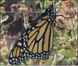  ?? PHOTO CONTRIBUTE­D ?? Andrea Davis found one Monarch butterfly in her Ukiah garden last fall.
