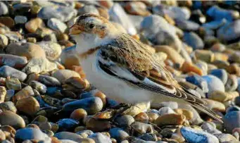  ?? ?? A male Snow Bunting.