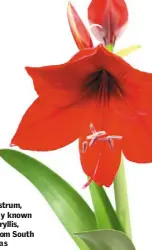  ??  ?? Hippeastru­m, formerly known as amaryllis, hails from South Americas