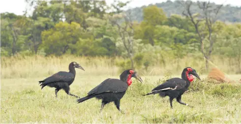  ?? Picture: Hein Nel ?? MAJESTIC. Two adult southern ground hornbills with a juvenile.