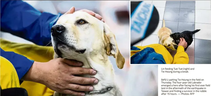  ?? — Photos: AFP ?? Lin feeding Tuei Tuei (right) and Tie Hsiung during a break. (left) Li patting Tie Hsiung in the field on Thursday. The four-year-old Labrador emerged a hero after facing his first ever field test in the aftermath of the earthquake in Taiwan and...