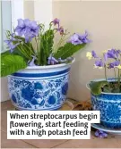  ??  ?? When streptocar­pus begin flowering, start feeding with a high potash feed