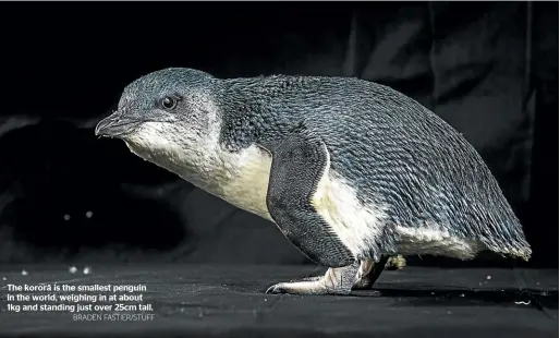  ?? BRADEN FASTIER/STUFF ?? The kororā is the smallest penguin in the world, weighing in at about 1kg and standing just over 25cm tall.
