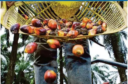  ??  ?? FILE PIC
Malaysia’s export of palm oil products rose by 12 per cent to 27.86 million tonnes last year but revenue slipped 4.5 per cent to RM64.45 billion from the previous year.