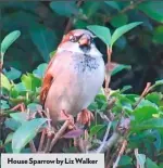  ??  ?? House Sparrow by Liz Walker