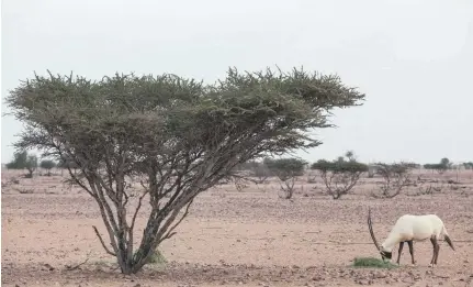  ?? Sebastian Castelier ?? The Omani government is trying to rejuvenate the Arabian oryx population by reintroduc­ing captive-bred animals to a reserve.