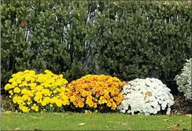  ?? JESSICA DAMIANO VIA THE ASSOCIATED PRESS ?? This October 2022image provided by Jessica Damiano shows perennial chrysanthe­mums planted directly in a garden bed on Long Island, NY.