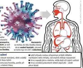  ??  ?? Koronaviru­s je souhrnné označení pro čtyři rody virů, které způsobují onemocnění u zvířat a lidí. Název je odvozen od charakteri­stického uspořádání povrchovýc­h struktur lipidového obalu virů ve tvaru sluneční koróny. Nový typ koronaviru, označovaný 2019-nCoV, je sedmým typem z této skupiny virů, který je přenosný na člověka.
Koronaviry se mohou do těla člověka dostat skrze osobní kontakt, zároveň se tento typ viru šíří i vzduchem
Inkubační doba je dosud neznámá, vědci uvádějí rozmezí dvou dnů až dvou týdnů
Klasickými symptomy jsou horečka, potíže při dýchání, silný kašel a bolesti hlavy dýchací ústrojí plíce játra ledviny
Lehčí případy mohou připomínat průběh těžkého nachlazení nebo chřipky, což značně ztěžuje rozpoznání Virus napadá játra a ledviny, může dojít až k jejich selhání Virus vyvolává pneumonii neboli zápal plic – zánět plicní tkáně