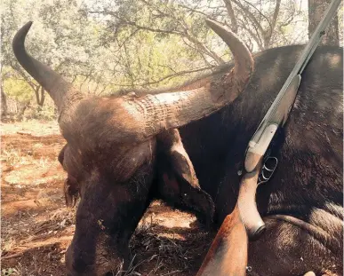  ??  ?? Dewald van der Walt also hunted this buffalo cow with his Gibbs. Although a second reassuranc­e shot was fired, the first well-placed 400gr Woodleigh soft actually did the job.