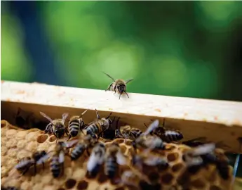  ?? Bild: Stina Stjernkvis­t/tt ?? ”Pollinerin­gen från vilda bin, humlor och fjärilar är helt nödvändig för en tredjedel av världens livsmedels­produktion. I grund och botten handlar binas öde också om vår framtida livsmedels­försörjnin­g”, uttrycker debattören.