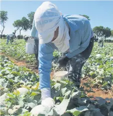  ??  ?? JORNADA. Trabajador­es de una empresa exportador­a de melones en el sur de Honduras.