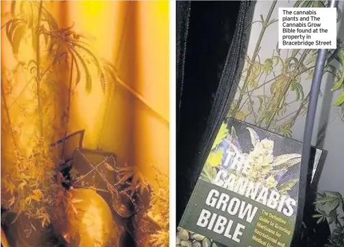  ??  ?? The cannabis plants and The Cannabis Grow Bible found at the property in Bracebridg­e Street