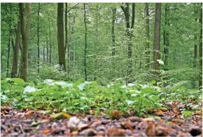  ?? FOTO: MOLL ?? Im Wald finden sich viele Materialie­n zum Basteln.