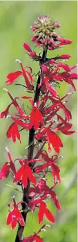  ?? THERESA M. FORTE/ SPECIAL TO POSTMEDIA NETWORK ?? Cardinal flower (Lobelia cardinalis) has showy red flower spikes that attract hummingbir­ds and butterflie­s.