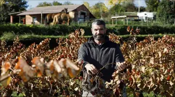  ?? (Photos Frank Muller) ?? Fabien Mistre, président de la coopérativ­e, est convaincu par la biodynamie. Pour l’instant, la certificat­ion est demandée pour le vignoble, pas encore pour les vins.