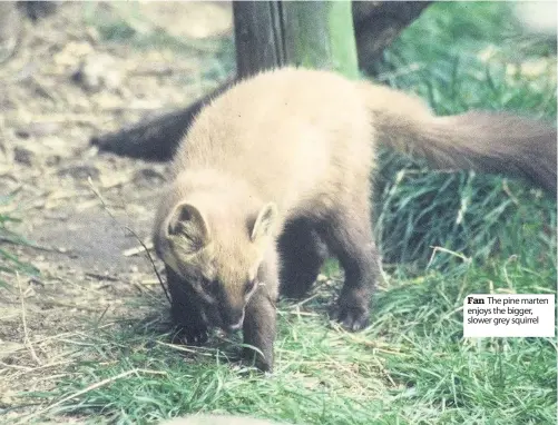  ??  ?? Fan The pine marten enjoys the bigger, slower grey squirrel