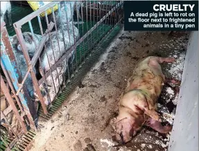  ??  ?? CRUELTY A dead pig is left to rot on the floor next to frightened animals in a tiny pen