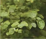  ?? ?? Leaves of an endangered young birch tree grow in a conservati­on grove at the Morton Arboretum on Thursday,