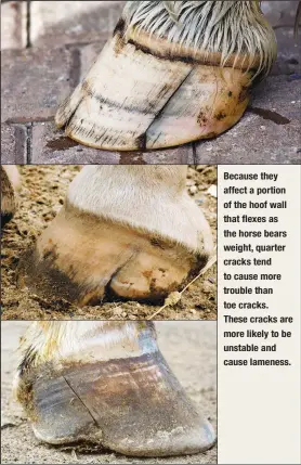  ?? ?? Because they affect a portion of the hoof wall that flexes as the horse bears weight, quarter cracks tend to cause more trouble than toe cracks.
These cracks are more likely to be unstable and cause lameness.