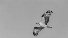  ?? PATRICK CONNOLLY/ORLANDO SENTINEL ?? Osprey are among the species studied and helped at the Audubon Center for Birds of Prey in Maitland.