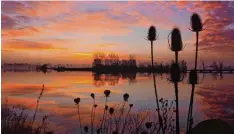  ?? Foto: Sylvie Kunz ?? Eine Idylle, die sowohl für Erheiterun­g als auch für Empörung sorgte – der Baggersee in Hamlar interessie­rte die Leser.