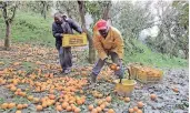  ?? FOTO: DPA ?? Afrikanisc­he Arbeiter ernten Orangen in Kalabrien.