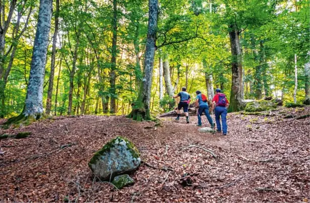  ??  ?? 11 | Trekkingco­n bastoncini da nordic walking nella Faggeta di Soriano.2| Il salotto del Relais Villa Rossi Danielli,a Viterbo.3| Una galleria del castello di Torre Alfina. 4| Il dehors del caffè La Vela, sul lago di Bracciano.