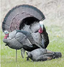  ?? J E F F T R I B E P H OTO S ?? A richly bearded tom turkey in full strut approaches jake, upright, and hen, rolled, decoys.