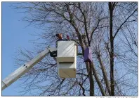  ?? U OF ARKANSAS PHOTO ?? Placement of emerald ash borer traps requires a little elevation, thanks to a bucket truck.