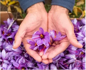  ??  ?? ABOVE Flowers of Crocus sativus