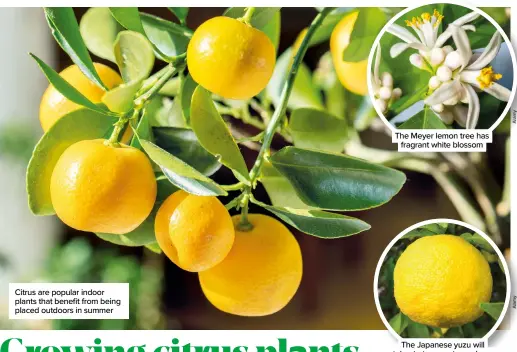  ?? ?? Citrus are popular indoor plants that benefit from being placed outdoors in summer
The Meyer lemon tree has fragrant white blossom
The Japanese yuzu will tolerate temperatur­es down to -10°C for short periods