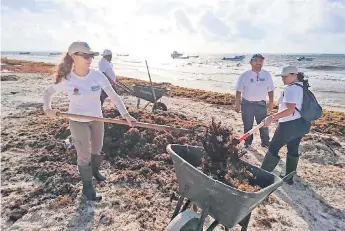  ??  ?? Las algas provienen con mayor frecuencia del Mar de los Sargazos, fenómeno que afecta a todo el Caribe, indicó la Secretaría de Ecología y Medio Ambiente.