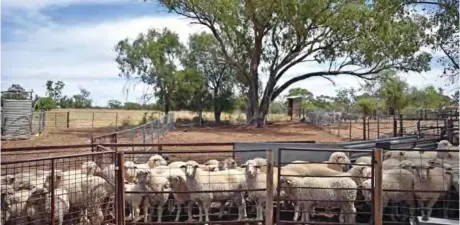  ??  ?? This photo shows sheep waiting to be sheared on a station outside the town of Trangie in western New South Wales. — AFP photos