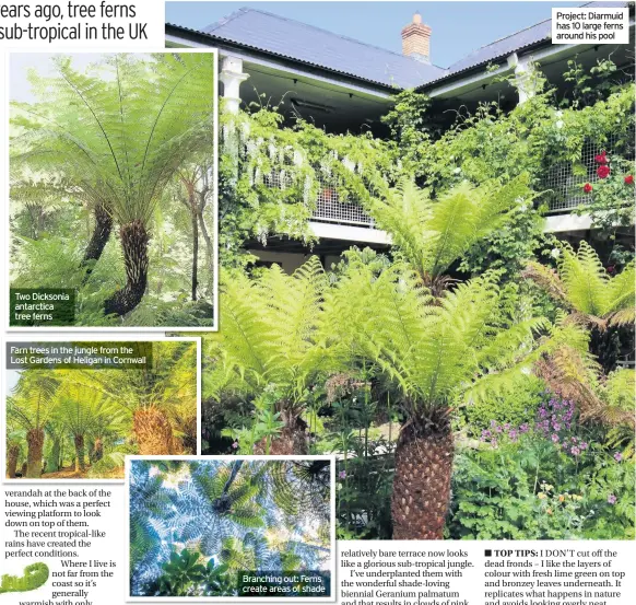  ??  ?? Two Dicksonia antarctica tree ferns
Farn trees in the jungle from the Lost Gardens of Heligan in Cornwall Branching out: Ferns create areas of shade
TOP TIPS: Project: Diarmuid has 10 large ferns around his pool