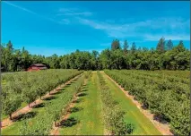  ?? (Photo: courtesy of Sierra Cider) ?? The apple orchards of Sierra Cider bloom during the spring in anticipati­on of perfect cider-making fruit.