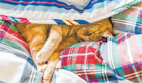  ?? FOTO: DPA ?? Kuschelig: Viele Katzen lieben es, bei ihrem Halter im Bett zu schlafen. Doch das kann Probleme machen.