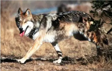  ?? JIM CLARK/U.S. FISH AND WILDLIFE SERVICE VIA AP, FILE ?? A Mexican gray wolf leaves cover at the Sevilleta National Wildlife Refuge, Socorro County, N.M.