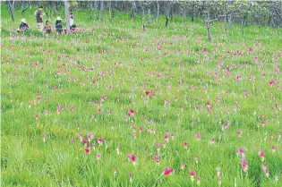  ?? STORY AND PHOTOS: ?? LEFT Visitors are enjoying blossoms in Sai Thong National Park.