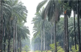  ??  ?? En el departamen­to de Atlántida se pueden apreciar las grandes extensione­s de cultivos de palma africana o de otro tipo de hortalizas.