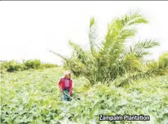  ??  ?? Zampalm Plantation