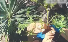  ?? Picture: SUPPLIED ?? Police raided multiple homes this week and found two marijuana plants in a backyard.