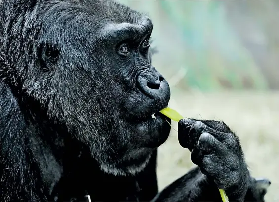  ?? DISPATCH ?? Colo, the first gorilla born in captivity, is a star at the Columbus Zoo and Aquarium.
EAMON QUEENEY