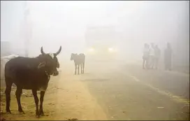  ?? R S IYER / ASSOCIATED PRESS ?? Cows stand by the side of a road as a truck drives with lights on through smog Wednesday in Greater Noida, near New Delhi, India. The city’s leader blamed the pollution on farmers in neighborin­g states who burn crop residue in an annual tradition.