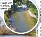  ??  ?? Before: the River Lugg was home to crayfish, otters, salmon and lampreys