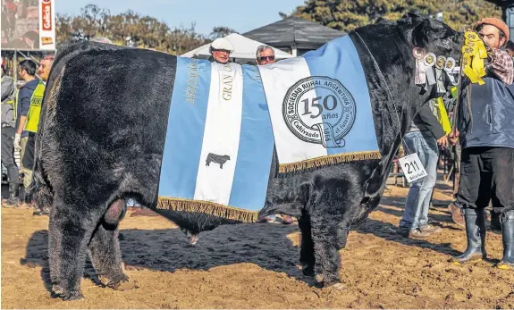  ?? FOTOS: SOCIEDAD RURAL ARGENTINA ?? Don Aparicio Serrucho 57, siendo dos años menos, se había consagrado GC en 2015. Esta circunstan­cia le posibilitó volver este año en la categoría senior.