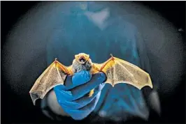  ?? DAYNA SMITH/FOR THE WASHINGTON POST ?? Virginia Tech doctoral student Sam Freeze holds an eastern red bat, a species unaffected by white-nose syndrome.