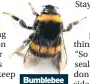  ?? ?? Bumblebee